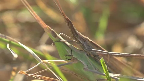 Two insects Leptysma marginicollis reproduction of offspring in grass on meadow Stock Footage