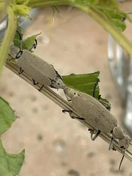 Two Insects Mating on Plant Stem Macro Close Up Fotos Stock