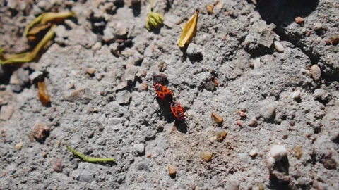 Two insects in the mating season. Bedbugs are crawling after each other 動画素材 130353523