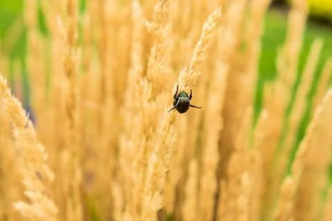 Two insects mating on a wheat spike Foto stock