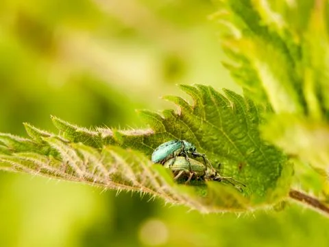 Two insects resting on each other in a leaf Stock Photos