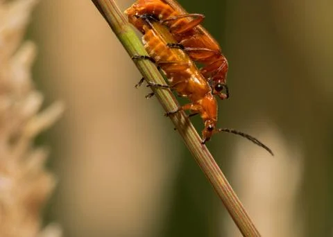 Two insects of the same species having procreating Stock Photos