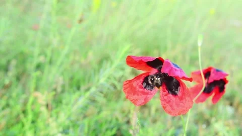 Two insects on single wild poppy flower feeds with green grass background. Stock Footage 153955004