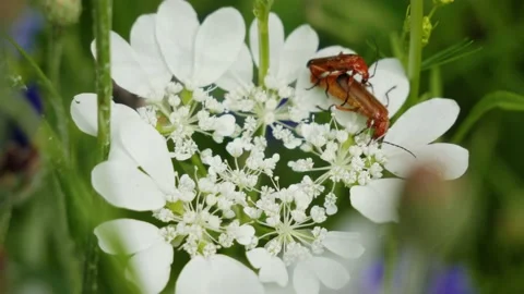 Two insects sitting on top of the wild flower, reproduction Stock Footage 135272058