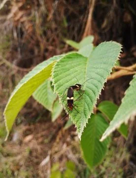 Two insects standing together by joining their abdomen on top of a leaf Fotos de archivo