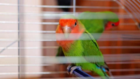 Two inseparable parrots sit in a cage Stock Footage 256484204