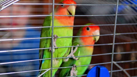 Two inseparable parrots sit in a cage Video stock 256491997