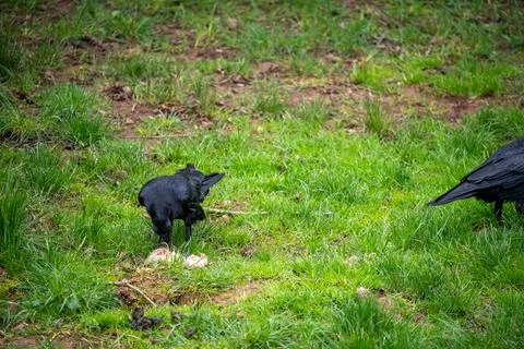 Two intelligent crows are captured in their element, diligently foraging in a Stock Photos