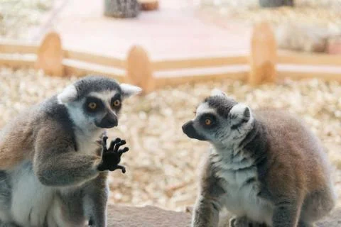 Two intilligent lemur Stock Photos