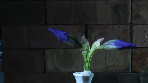 Two Irises Blooming Video stock 130581149