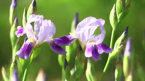 Two irises Video stock 11028531