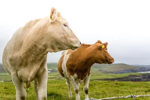 Two Irish cattle in a field close up Stock Photos