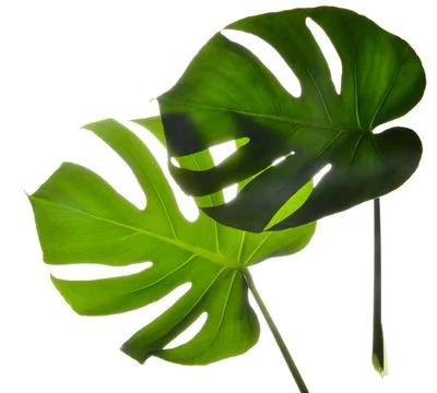 Two Isolate Dark green Monstera large leaves on white background Stock Photos