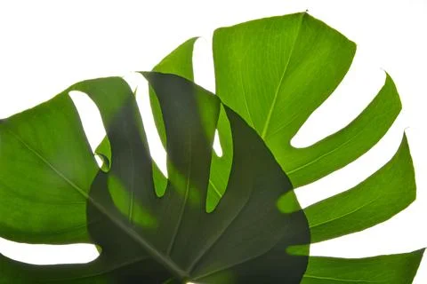 Two Isolate Dark green Monstera large leaves on white background Fotos de archivo