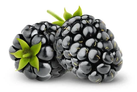 Two isolated blackberries Stock Photos