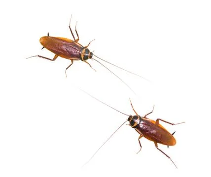 Two isolated cockroach on white background Stockfoto's