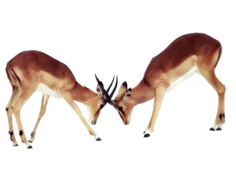 Two isolated fighting antelope Foto stock