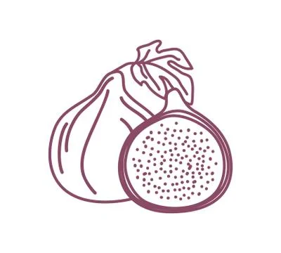 Two isolated figs outline design vector illustration sketch. One whole and on Stock Illustration