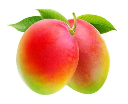 Two isolated mangoes Stock Photos