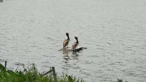 Two isolated pelicans sitting on a square wood platform on a Quiet peaceful Lake Stock Footage 313739924