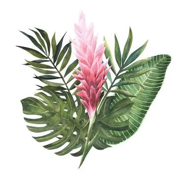 Two isolated red ginger flowers. Beautiful botanical illustrations, amazing Stock Illustration