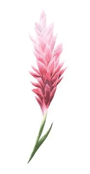 Two isolated red ginger flowers. Beautiful botanical illustrations, amazing Stock Illustration