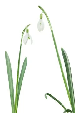 Two isolated snowdrops Stock Photos