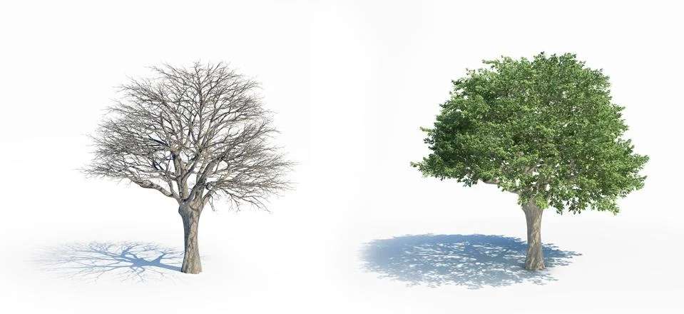 Two isolated trees with and without leafs Illustrazione stock