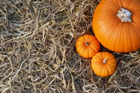 Two Jack Be Little pumpkins with large orange pumpkin Stock Photos