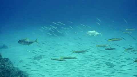 Two Jack fish swims for shoal of Barracudas, Slow motion Stock Footage 246357963