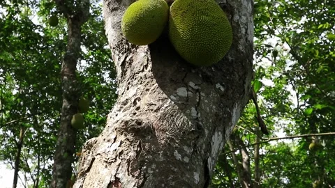Two Jack fruit hangs on the surface stem of a Jack fruit tree Video stock 201452420