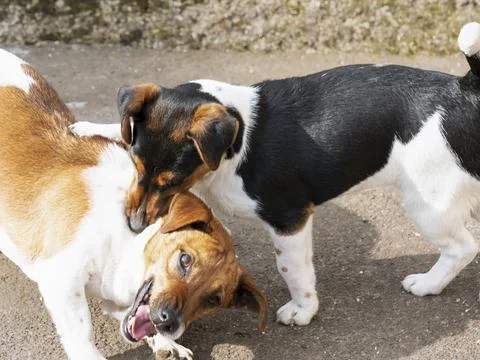 Two Jack Russel scuffle with each other Stock Photos