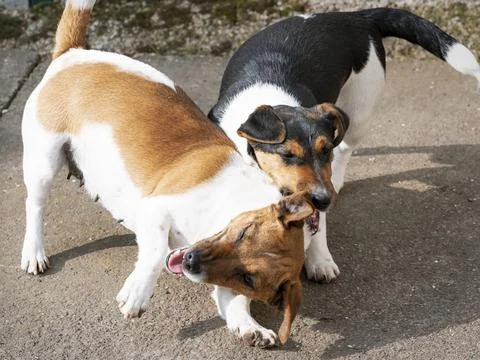 Two Jack Russel scuffle with each other Stock Photos
