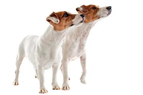 Two jack russel terrier Stock Photos