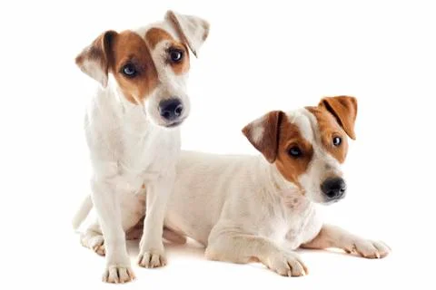 Two jack russel terrier Stock Photos