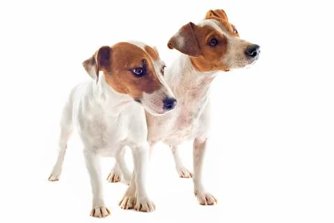 Two jack russel terrier Stock Photos