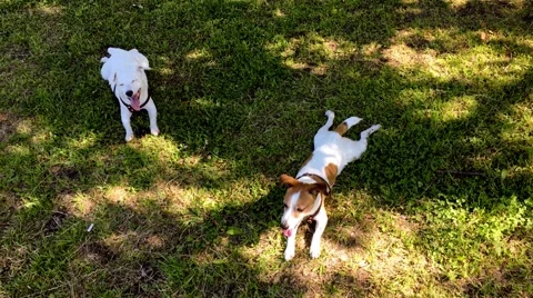 Two jack russel terriers sitting in green grass Stock Footage 64868888