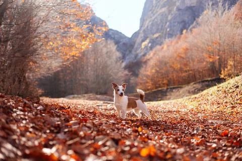 Two Jack Russell Terriers on leaf-covered trail near cliffs Stock Photos