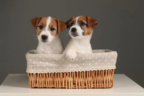 Two jack russells in the bed. Close up. Gray background Stock Photos