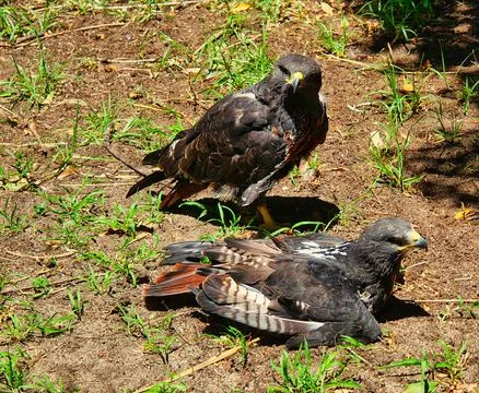 Two jackal buzzard, Buteo rufofuscus, sitting on the ground in the warm sun Stock Photos