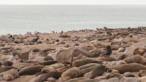 Two jackals eating a dead seal in the seal colony Video stock 93752215