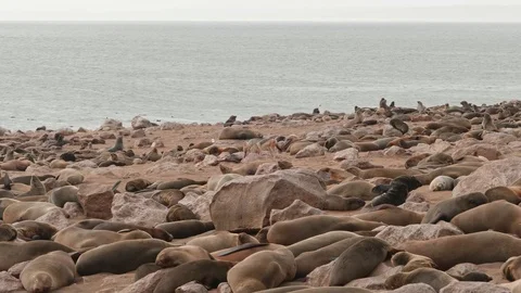 Two jackals eating a dead seal in the seal colony Video stock 93752243