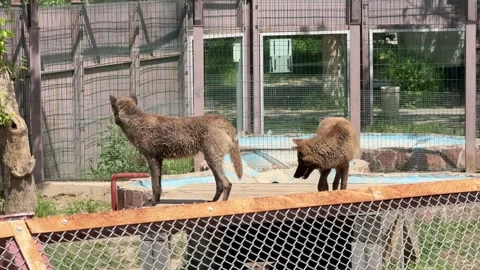 Two jackals stand on an elevated surface inside their zoo enclosure Stock Footage 307088404