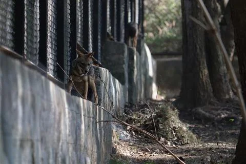 Two jackals standing and exploring near a fence inside a zoo enclosure Stock Photos