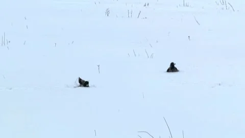 Two jackdaws are bathing in a snowdrift 動画素材 262040471