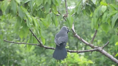 Two Jackdaws on branch in wind. Close up. Stock Footage 79655433