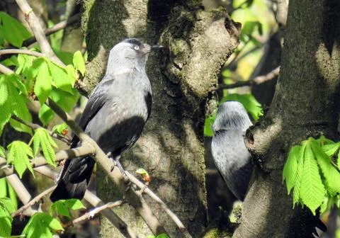 Two Jackdaws (Corvus monedula) in a tree Fotos Stock