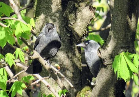 Two Jackdaws (Corvus monedula) in a tree Fotos de archivo
