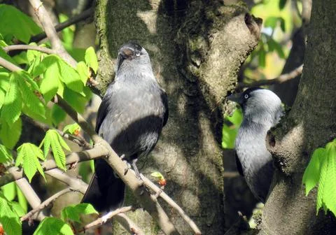 Two Jackdaws (Corvus monedula) in a tree Foto stock