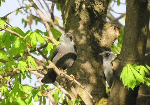 Two Jackdaws (Corvus monedula) in a tree Photos